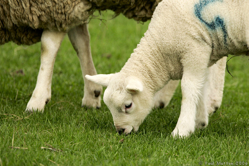 Photo Lamb Eating Grass T2E9256